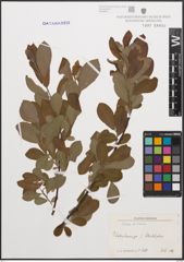 Foto von Salix cinerea L.